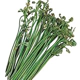 国華園　山菜苗　ワラビ　10株【※発送が国華園からの場合のみ正規品です】