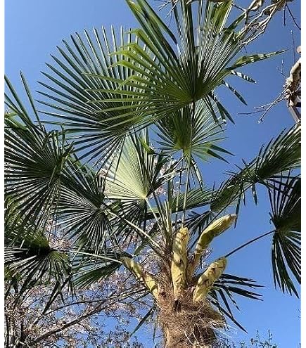 Amazon｜【観葉植物／種子】Trachycarpus FortuneiChinesische