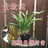 蘭 キンリョウヘン（金稜辺） 花芽２個あり Ｈ30年開花見込み 10.5cmポット大苗