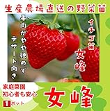 【秋植えイチゴ苗】 女峰 9cmポット 【秋植えイチゴ苗】 女峰 9cmポット