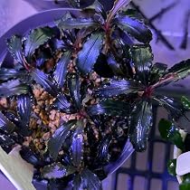 Amazon.co.jp: ブセファランドラティアBucephalandra sp. Theia 1株