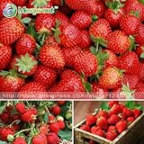 500PCS strawberry seeds, perennial Four Seasons planting seeds Fragaria ,DIY Home and Garden, fruits