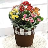 母の日 カランコエ カランディーバ ギフト フラワーギフト 鉢花