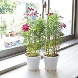 相武ガーデン 鉢花 秋桜 コスモス 2鉢セット 5寸プラスチック鉢