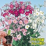 国華園　プラグ花苗 サクラソウミックス(70本入・花色無選別)【※発送が国華園からの場合のみ正規品です】