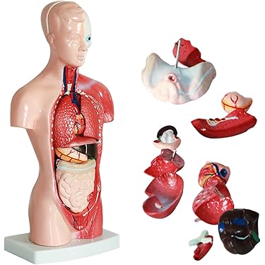 Amazon.co.jp 売れ筋ランキング: 人体模型・解剖モデル の中で最も人気