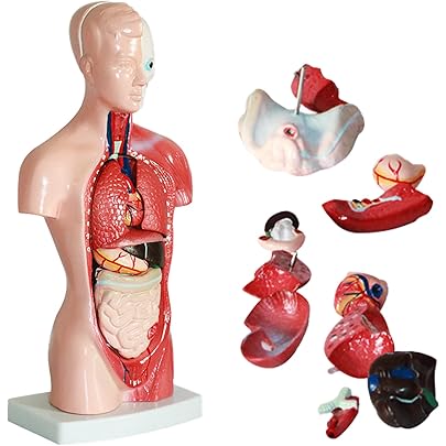 Amazon | Revteds 人体模型 28cm 15パーツ 人体解剖 内蔵 標本 台座