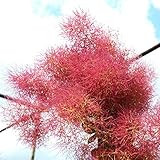 スモークツリー“リトルルビー” 庭木 低木