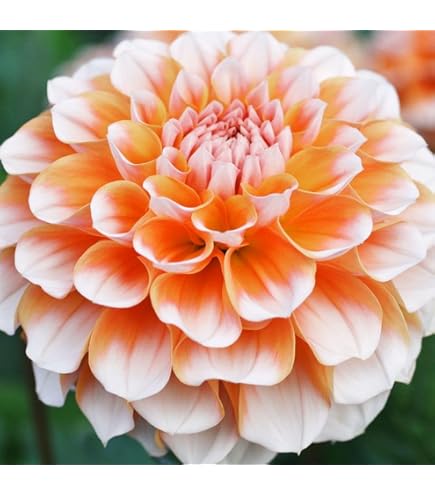 Amazon.co.jp: カフェオレディナープレート ダリア球根、植物、根、花