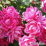 バラ苗 京成バラ 【ピンクダブルノックアウト (FL) 中輪 四季咲き】 2年生接木大苗 （スリット鉢）