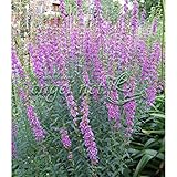 ミソハギ（禊萩）3号ポット 2株セット[可憐で清涼感のある赤紫の花穂が長く咲く] ノーブランド品