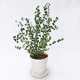 Amazon 観葉植物 フィカスベンジャミン ベンジャミナ バロック 観葉植物 オンライン通販