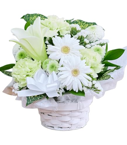 Amazon｜洋ラン 蘭 タケノコ蘭 Clowesia Queen no33 花付き｜フラワー
