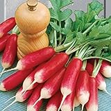 野菜の種赤大根デュエット有機栽培されたウクライナの家宝