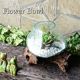 MANJA GCT-0211-A バリガラス×流木フラワーボウル（A) 花瓶 小物入れ アジアンインテリア