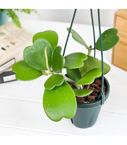 Amazon.co.jp: プランツネット(Plants Net) 観葉植物 ホヤ sp