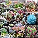 300/bag Mix Succulent seeds lotus Lithops Pseudotruncatella Bonsai plants Seeds for home & garden Fl