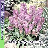 【赤紫系の珍種】ムスカリ・コムサムプルモーサム・５球【秋植え球根】【オランダからの花便り】