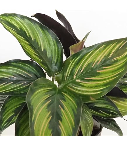 Amazon｜希少 美株 カラテア 観葉植物 マラント クロアマンニー 鉢ごと
