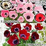 国華園　秋植え球根　アネモネ　ミストラルセット　2種10球　【※発送が国華園からの場合のみ正規品です】
