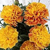 マリーゴールド ストロベリーブロンド3号 3株セット ノーブランド品