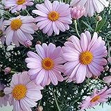 マーガレット：コメットピンク5号鉢植え