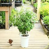 観葉植物 鉢花:レモンマートル*7号