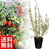 国華園　有用植物苗　クコ実付　1株【※発送が国華園からの場合のみ正規品です】