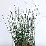 トクサ（木賊）：ヒメトクサ3号ポット 2株セット[姫木賊] ノーブランド品