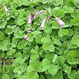 100％真正種子四葉のクローバー100個/袋屋外のクローバーの種子盆栽トリフォのレペンス美しさ幸運計画