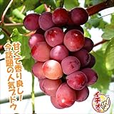 国華園　果樹苗　ブドウ　クイーンニーナPウイルスフリー苗　2株