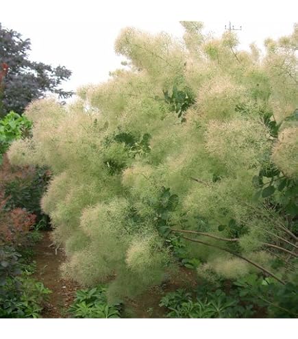 Amazon｜スモークツリー 約1m 葉緑色系｜観葉植物 オンライン通販