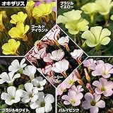 国華園　夏植え球根 オキザリスセット 5種50球 (各10球)【※発送が国華園からの場合のみ正規品です】