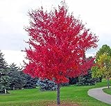 30 SEEDS/PACK JAPANESE RED MAPLE TREE WITH HERMETIC PACKAGE * VERY BEAUTIFUL * JAPAN MAPLE NEW SEEDS