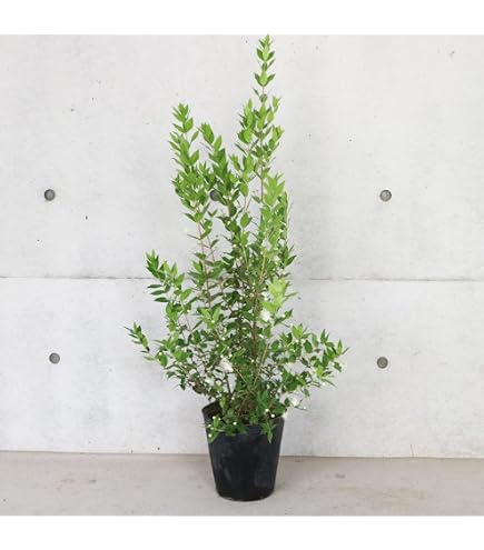 Amazon.co.jp: 花芽付きミラクルフルーツ 苗 苗木 花芽 : DIY・工具