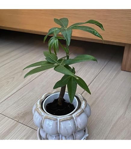 Amazon｜ハンカチの木ダビデア実生苗 樹高30㎝60cm｜観葉植物