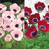 国華園 秋植え球根 アネモネ ミストラルセット 2種10球（各5球）【※発送が国華園からの場合のみ正規品です】