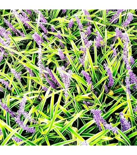 ヤブラン 花 苗 宿根草 多年草 Amazon.co.jp: ヤブラン 花 苗 宿根草 多年草 : DIY・工具・ガーデン