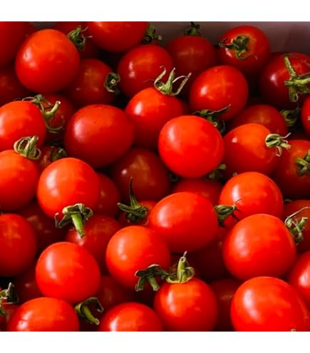 Amazon.co.jp: 日常の一般野菜 ミニトマト プチトマト 1パック : 食品