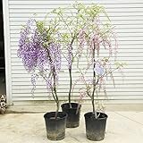 やはり藤は大きい方が目立つ！庭木：花藤（はなふじ）特大！　樹高：約120ｃｍ　八重黒竜、一重黒竜、紫長、白長 (白長)