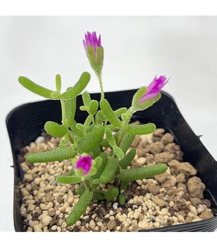 Amazon.co.jp: ドロサンテマム 蜜橘 大苗 発根 多肉植物 : DIY・工具