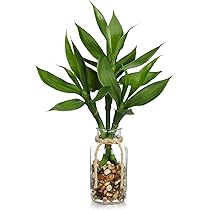 #Tahitian green 』 #パンの木の実 71LA66wSo8L._UF350,350_QL50_.jpg