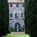 希少な木の種子30 ITALIAN CYPRESS（カプレサス・センパーヴァイレンス）ツリー、植木鉢プランター用の盆栽の木