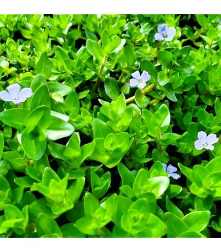 Amazon.co.jp: （水草）ベトナムゴマノハグサ（水上葉）（無農薬