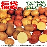 国華園　じゃがいも種芋　じゃがいも福袋(品種見計らい・名称付)　5種2.5kg(20球以上)【※発送が国華園からの場合のみ正規品です】