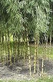 Chusquea culeou - Andean weeping bamboo - Chilean bamboo - 50 seeds