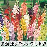 国華園　春植え球根 普通球グラジオラス福袋(品種見計らい・名称付) 60球【※発送が国華園からの場合のみ正規品です】