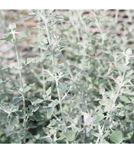 Amazon.co.jp: ティ・リーフ（ティーリーフ、ティリーフ） : DIY