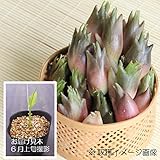 山菜苗:早生ミョウガ(夏茗荷) 9cmポット仮植え苗40ポットセット【紫桜館山の花屋】