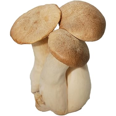 B品エリンギ1.2kg×7(合計8.4kg) 楽天市場】エリンギ（総重量（野菜）500 ～ 999g）（きのこ